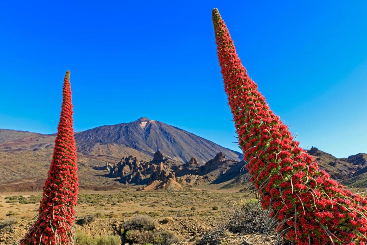Jardines Del Teide Apartment Puerto de la Cruz  Luaran gambar